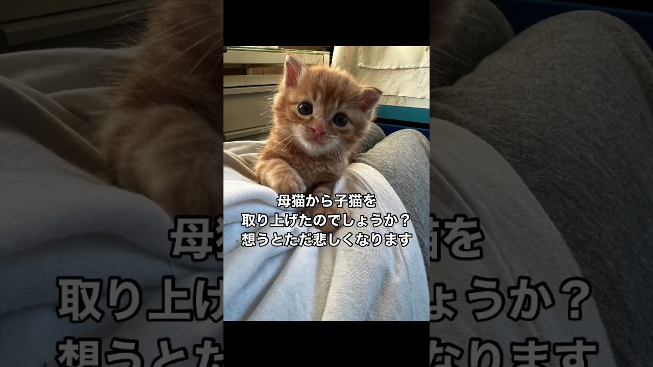 【捨てられていた子猫…😿】人気のない神社にダンボールに入れられて…😿#保護猫#捨て猫 #猫#ねこ #子猫 #猫動画 #猫好きさんと繋がりたい #youtube #shorts