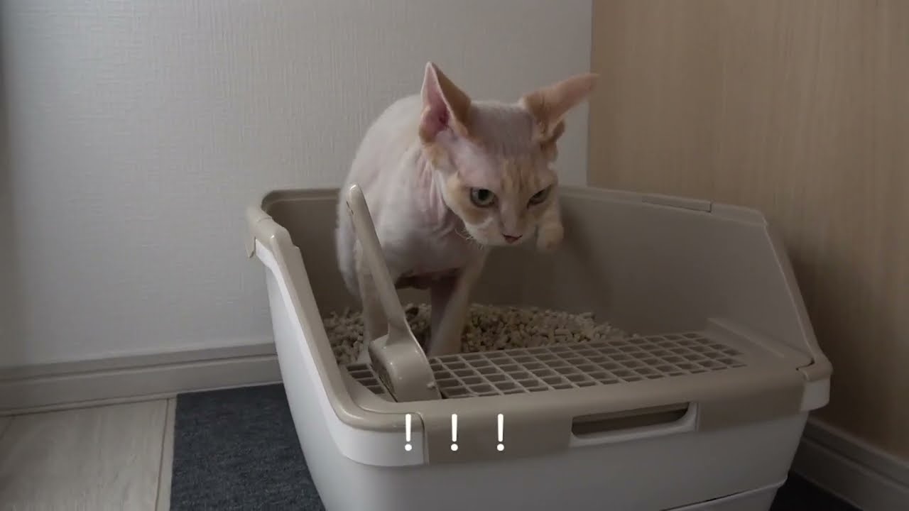 新しいトイレを設置したら、