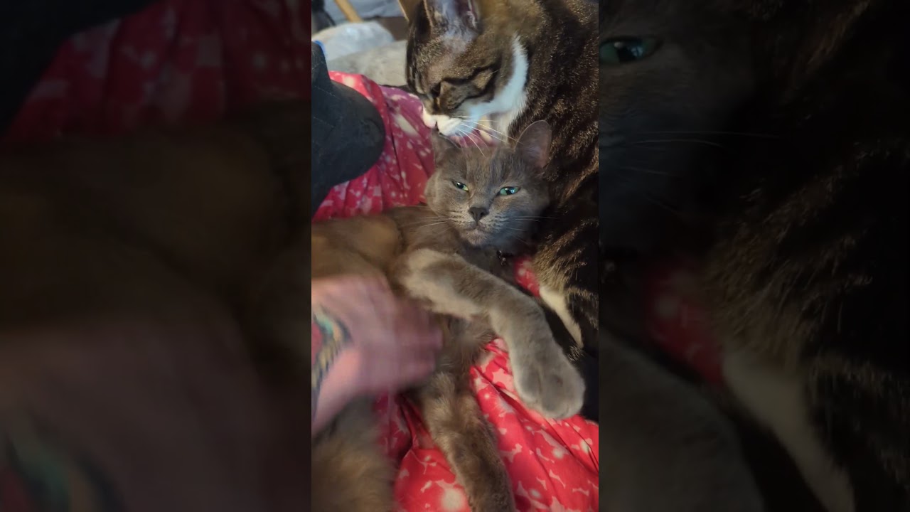 cats melt your heart #cute #adorable #catlover #russianblue #猫 #ロシアンブルー #adoptdontshop #pets