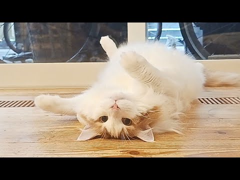 夫婦の白熱した舌戦に呆れてしまった猫がこちら【大型猫メインクーン】