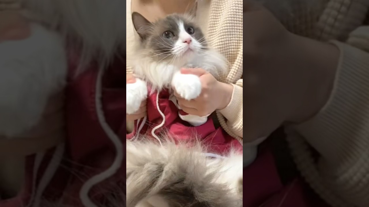 踊る猫🐱🐾　#ジャンジャンバリバリ #ジャンバリダンス #ラグドール #猫のいる暮らし #猫のいる生活 #ragdoll #dancingcat