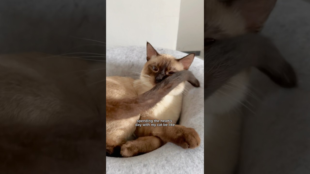 what you won’t do for love cute cat trend 🥺👉🏻👈🏻 cute cats | tofu the siamese cat #cats