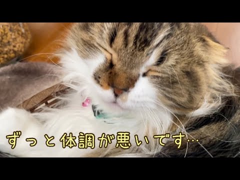 病気が治らない…保護猫になってしまったスコティッシュフォールドのこと