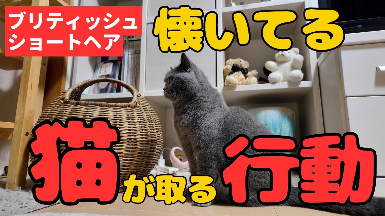 懐いてる猫はこんな行動を取ります！【ブリティッシュショートヘア・スコティッシュフォールド】