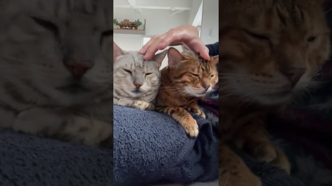 最高なんじゃぁぁ　#shorts #ベンガル猫 #ねこのいる生活