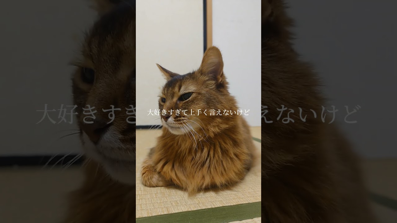 愛しい我が家の猫たち #ノルウエージャンフォレストキャット #ソマリ #猫のいる幸せ