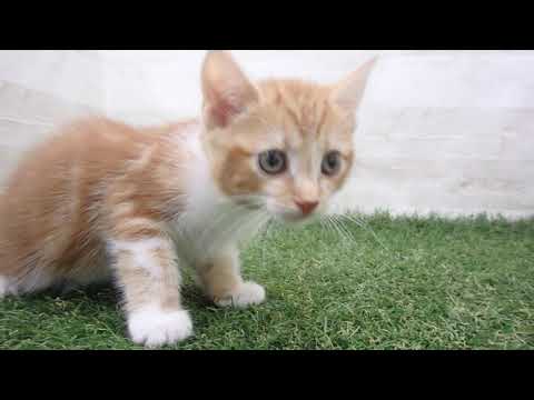 Coo&RIKU　No00678707 アメリカンカール