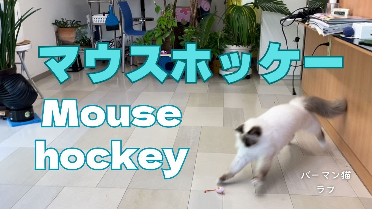 バーマン猫ラフ【マウスホッケー】Mouse hockey（バーマン猫）Birman/Cat