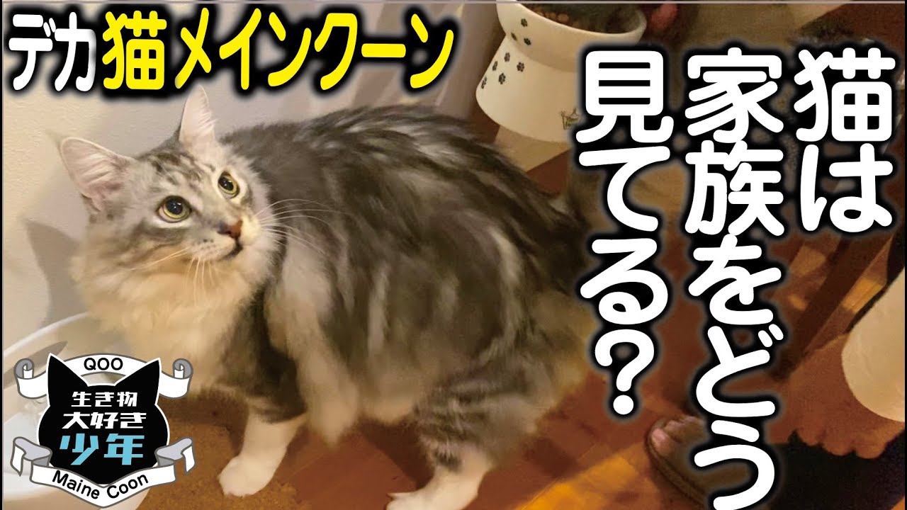 【メインクーン】気になる猫の順位付け／猫の気持ちを獣医師が解説
