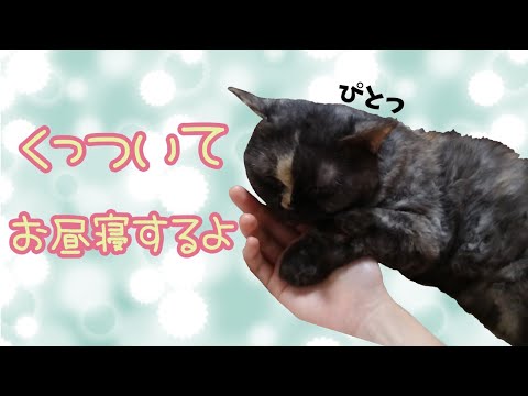 【セルカークレックス】お昼寝する時もべったりでかわいい♥【せらのりたま】