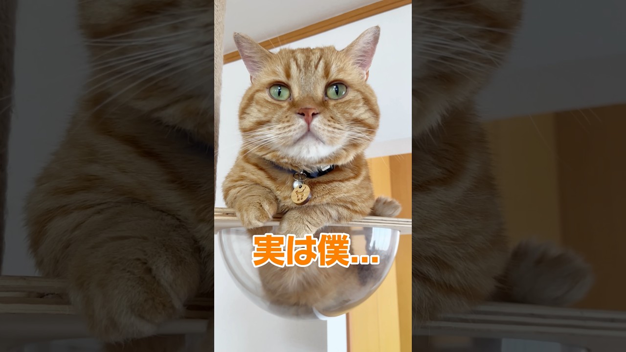 実は僕... #猫 #マンチカン #shorts