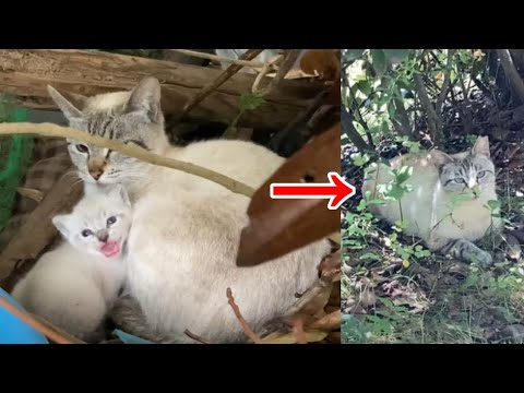 シャム猫ママがさくらねこになって帰ってきた