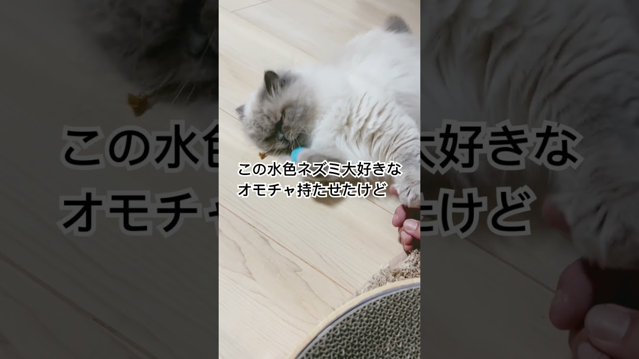 大好きなおもちゃで遊ぶヒマラヤンのマーベル🐈 #shorts #cat #うちのにゃんこ #ねこのいる暮らし #マーベル #ヒマラヤン