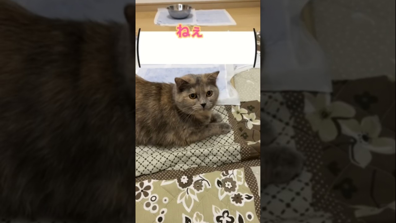 辞めなさい‼️ #shorts #猫  #犬 #ボーダーコリー #スコティッシュフォールド