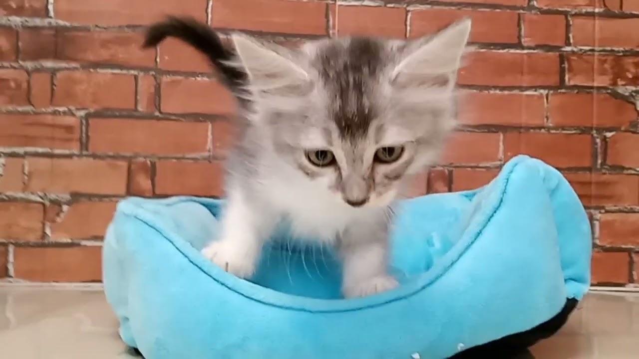 677153 アメリカンカール