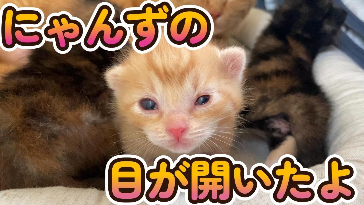 物置に置き去りにされた子猫家族を保護しました（Part３)