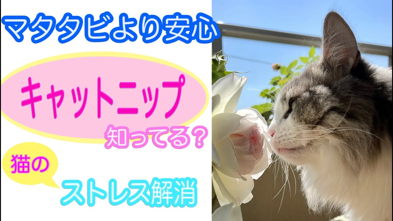 マタタビより安心😸キャットニップ【大型猫❤️ノルウェージャンフォレストキャット】にあげてみた