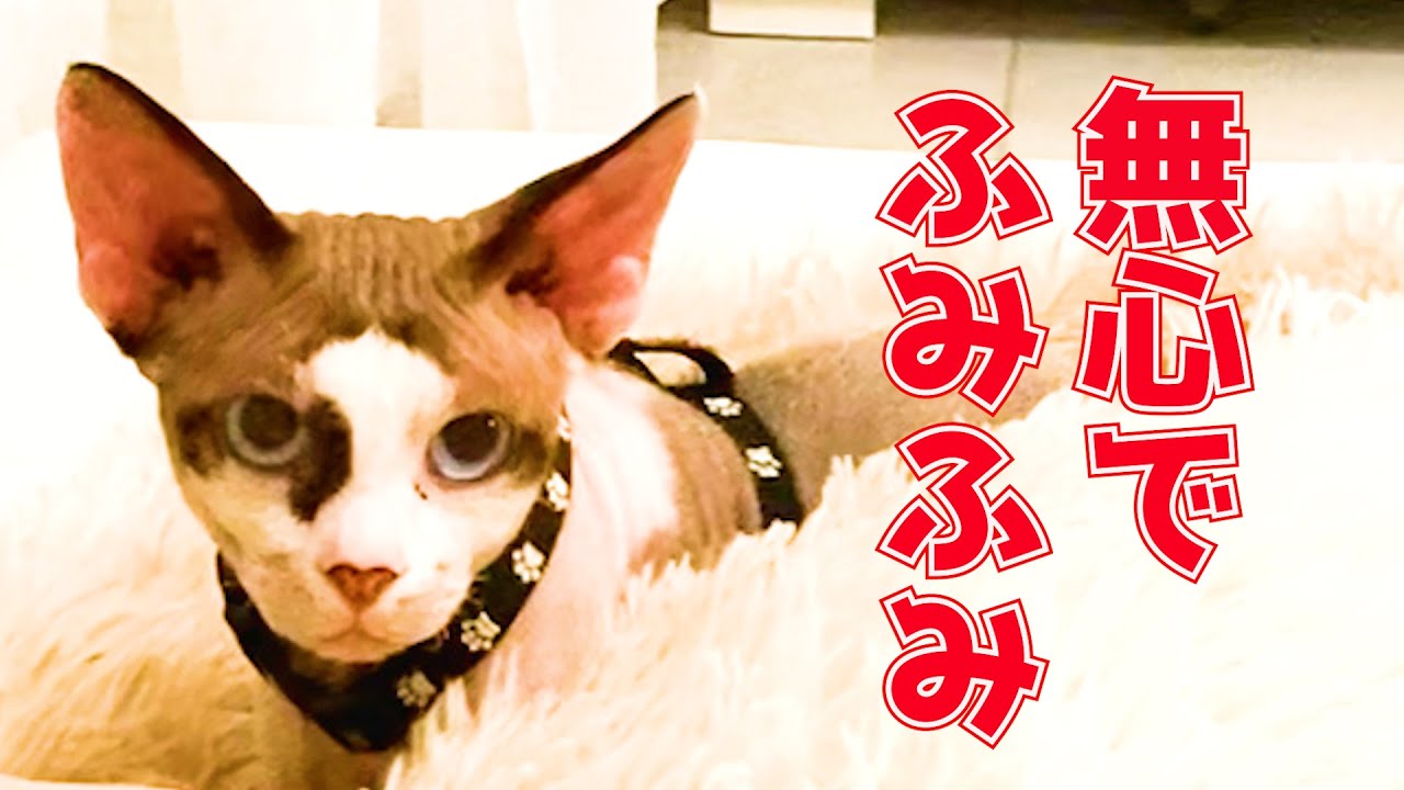 156:無心でふみふみするスフィンクス猫