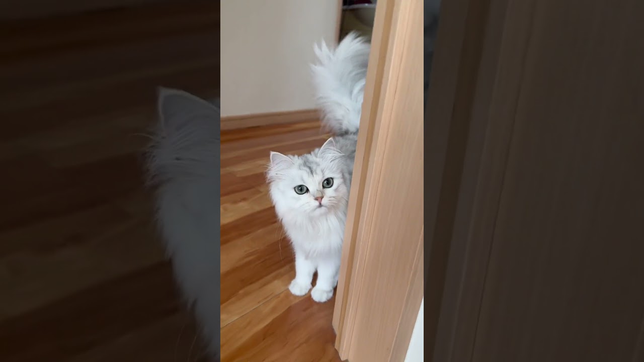 【え、怒ってる⁉️】斜めに歩く猫。#cat #cute #ペルシャ猫 #funny #shorts #watagenchi