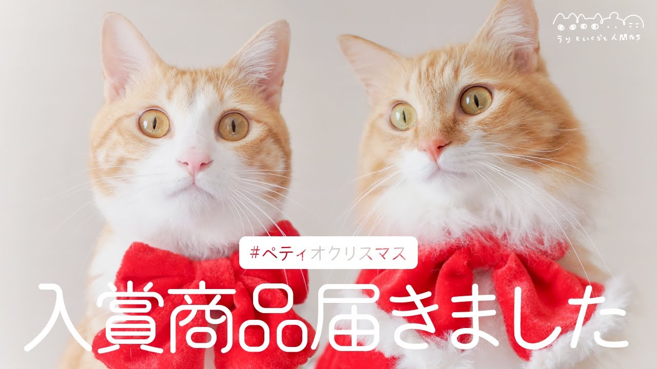 【Petio】入賞賞品紹介！こんなにもらっていいの？【フォトコンテスト】
