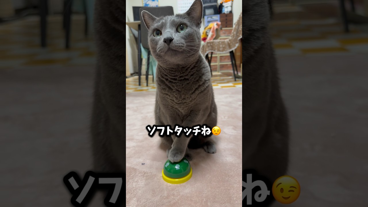 【ロシアンブルー】めろん今朝のベル🛎️押し🤗【猫】#shorts