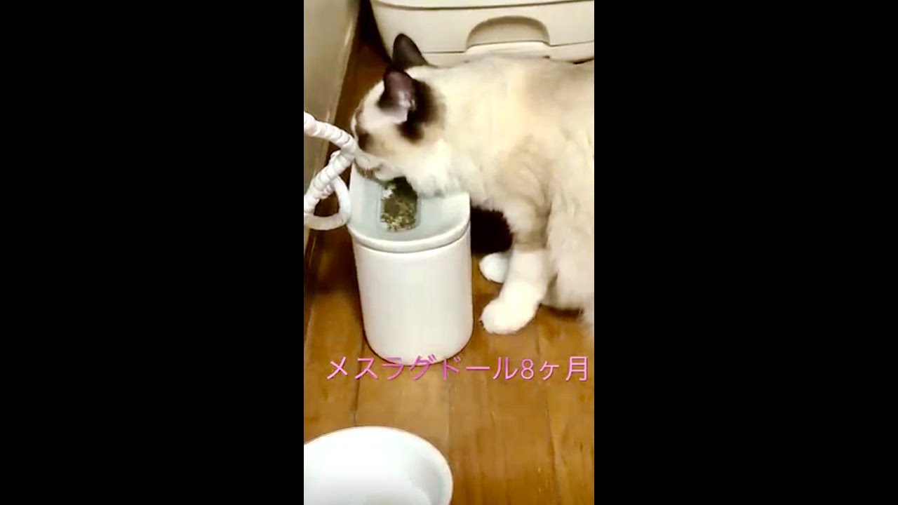 【ラグドールキャット】生後8ヶ月時のオスとメスの大きさを比較してみた結果