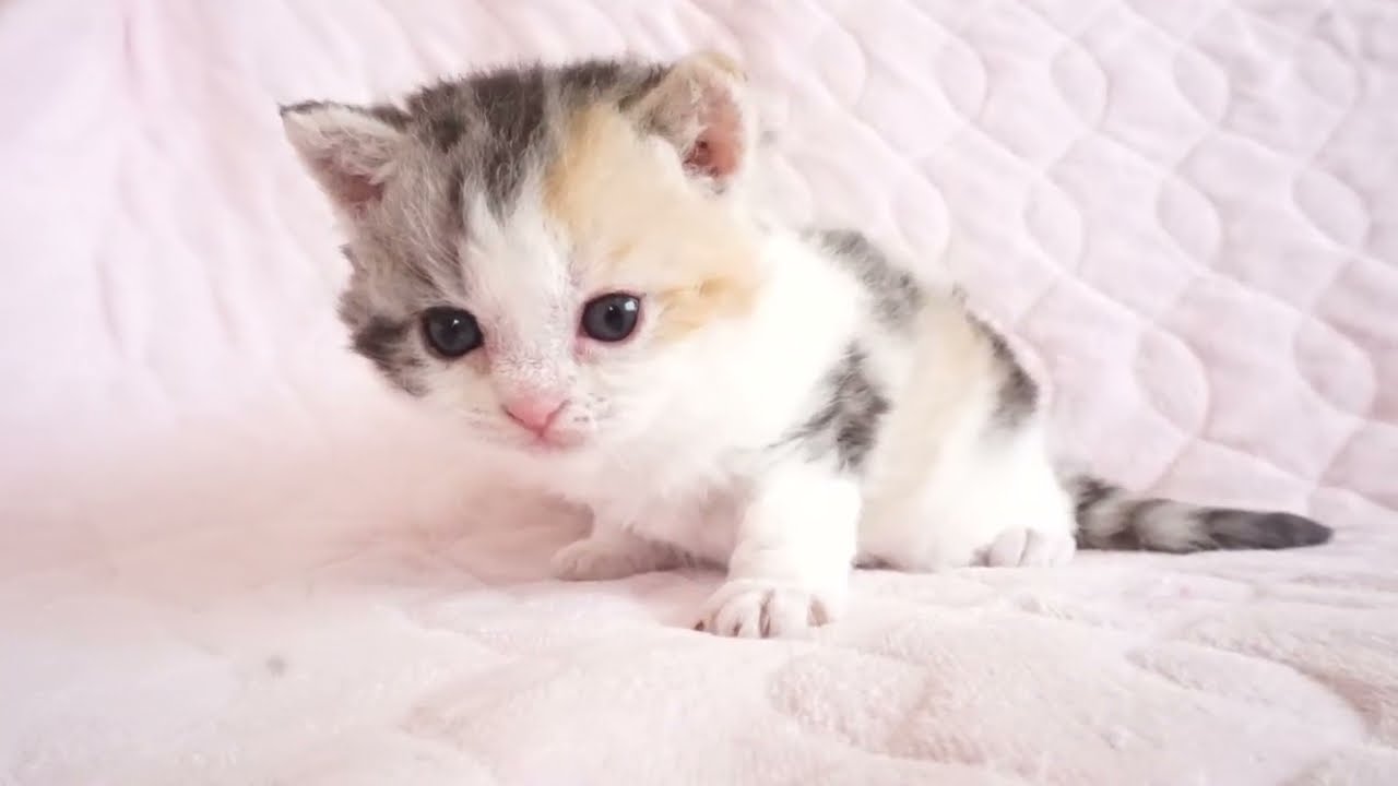 セルカークレックス子猫　2024.5.11産まれ 　ブラウンパッチドタビー＆ホワイト　　女の子　Selkirk Rex　シーダキャット猫のお店