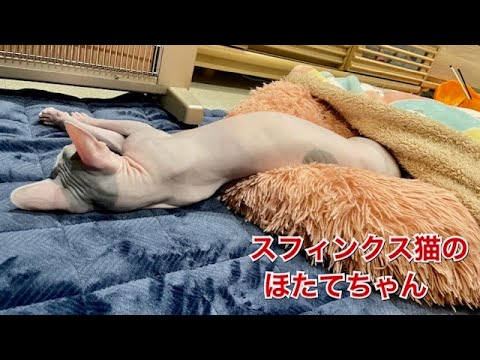 ほたて猫が飼い主に邪魔されたくなかった事とは【スフィンクス　猫】
