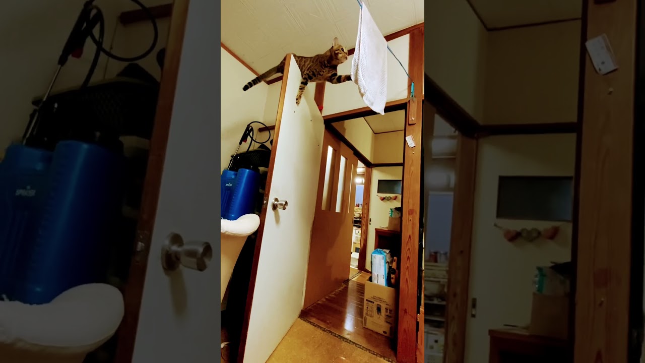 🌟🐆ベンガル猫ハルノくん！危ないゾ！止まれ！目指せ４０万人（笑）（２０２４０６０１ー５） #ベンガル#bengalcat#short