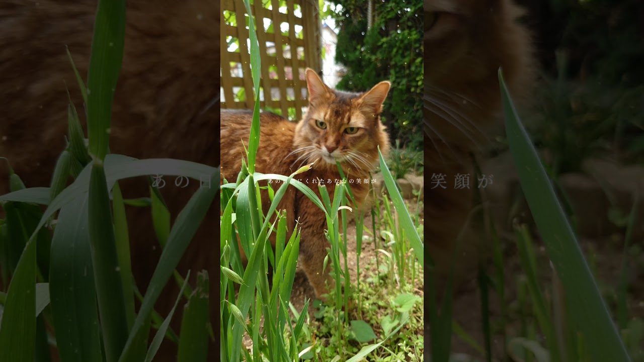 猫の親ばか動画　 #ノルウエージャンフォレストキャット #ソマリ #猫のいる幸せ