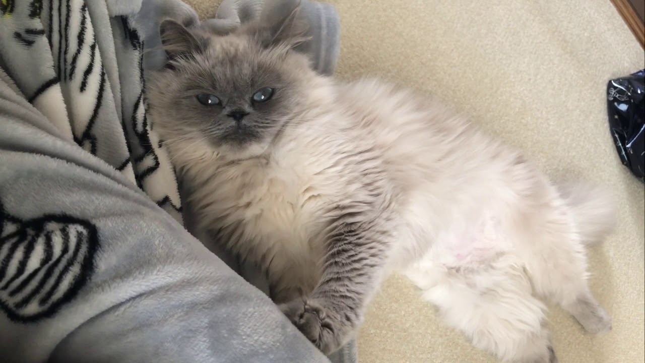 ただ見つめてくれる猫 [ヒマラヤン]／Just a staring cat [Himalayan]