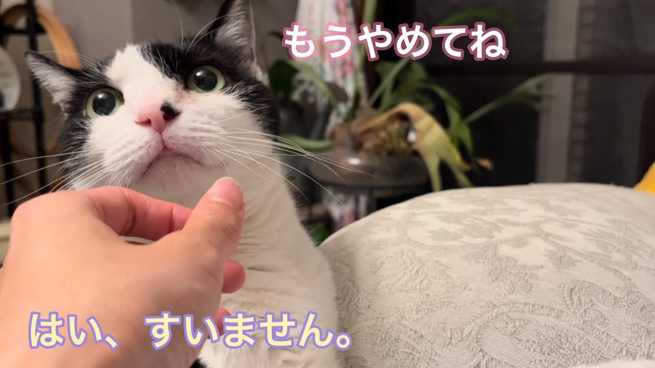 ちょっとそれはやめて。注意の仕方が優しすぎる【元病院猫のれいちゃん】