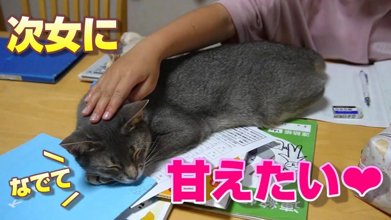 次女に甘えたかったそばちゃんと控えめなきにゃこ【スコティッシュフォールド】【アビシニアン】