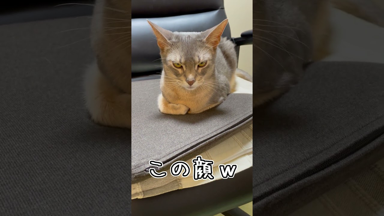 アビシニアンとは その1 #shorts #猫 #アビシニアン