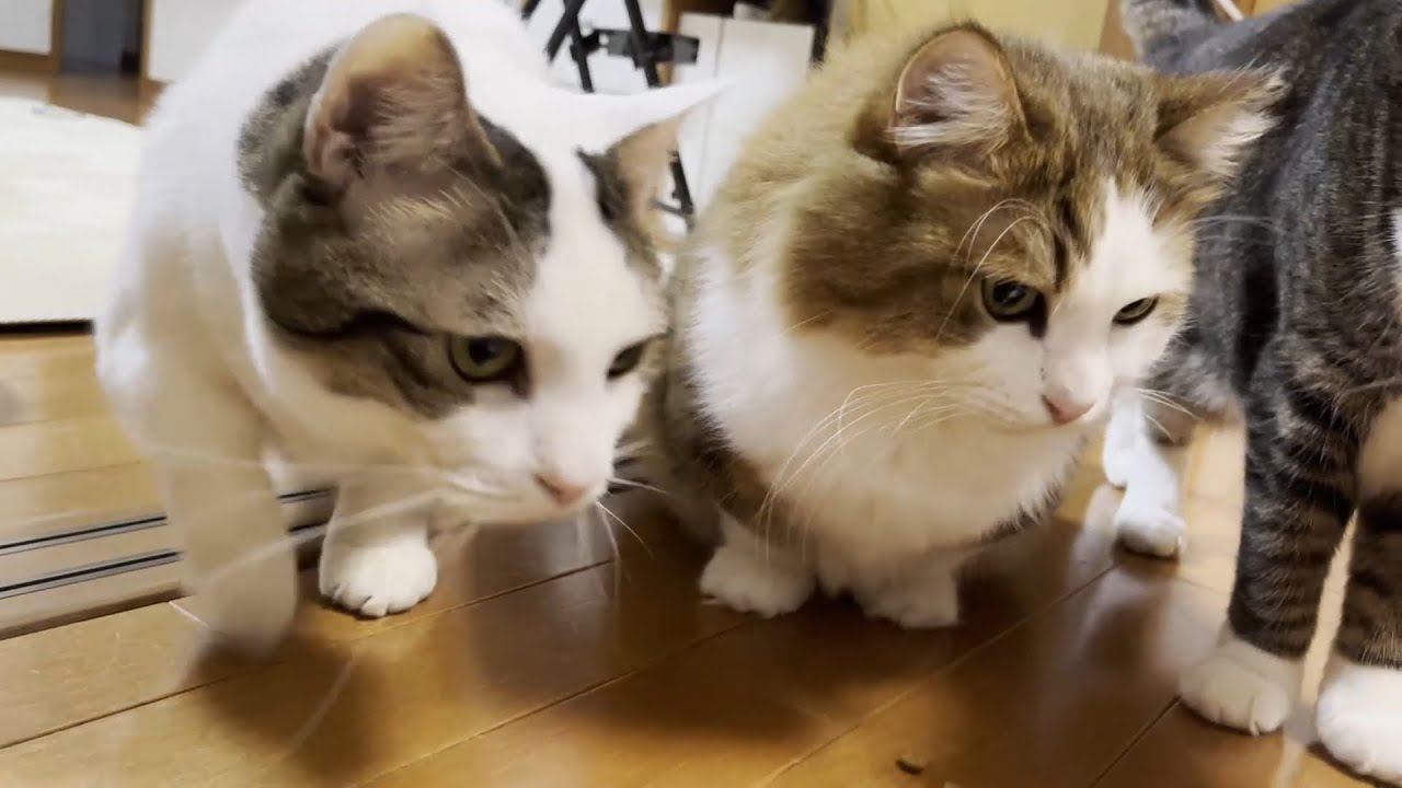 マルチケアはお皿で食べるのが通な猫