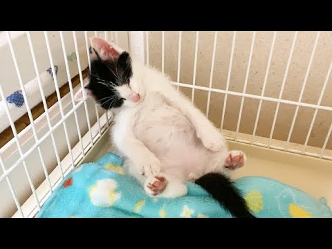 お腹いっぱいで動けなくなった子猫