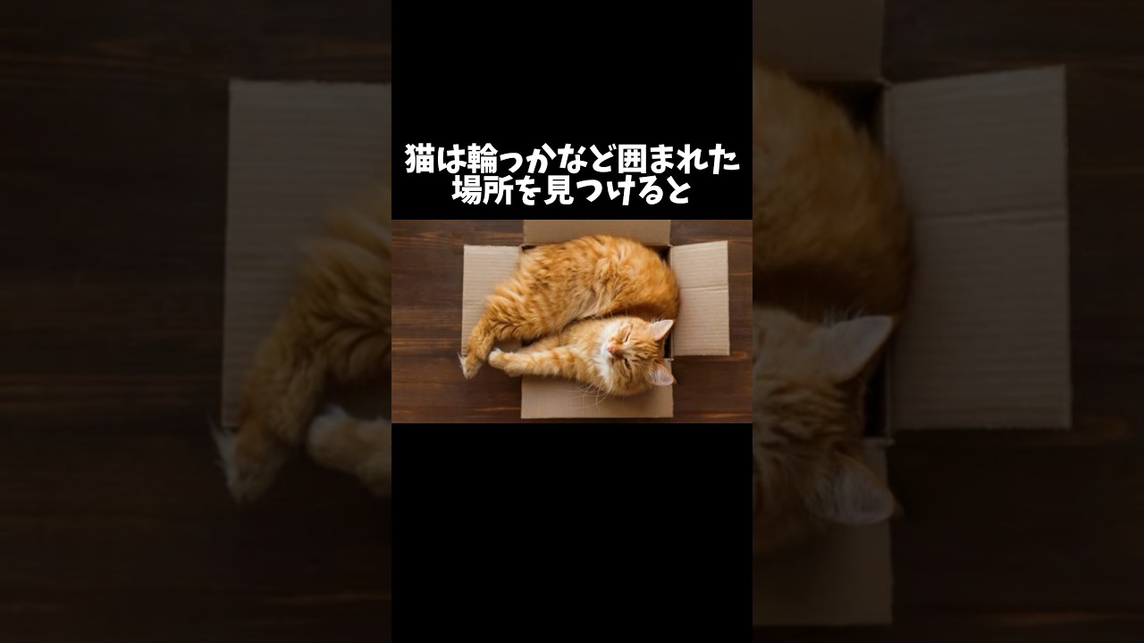 98%の人が絶対に知らない猫に関する雑学・豆知識Part34