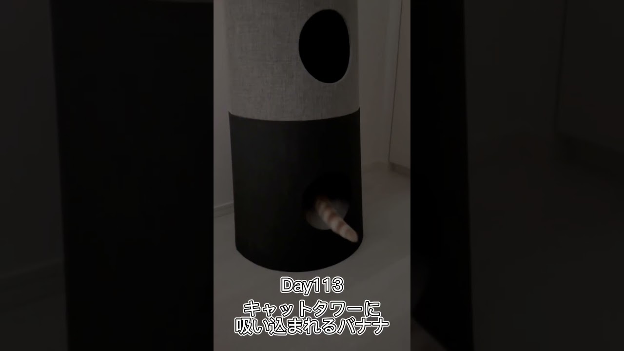 キャットタワーNECOTAに吸い込まれるバナナ #shorts #猫 #子猫 【マンチカン×サイベリアン】