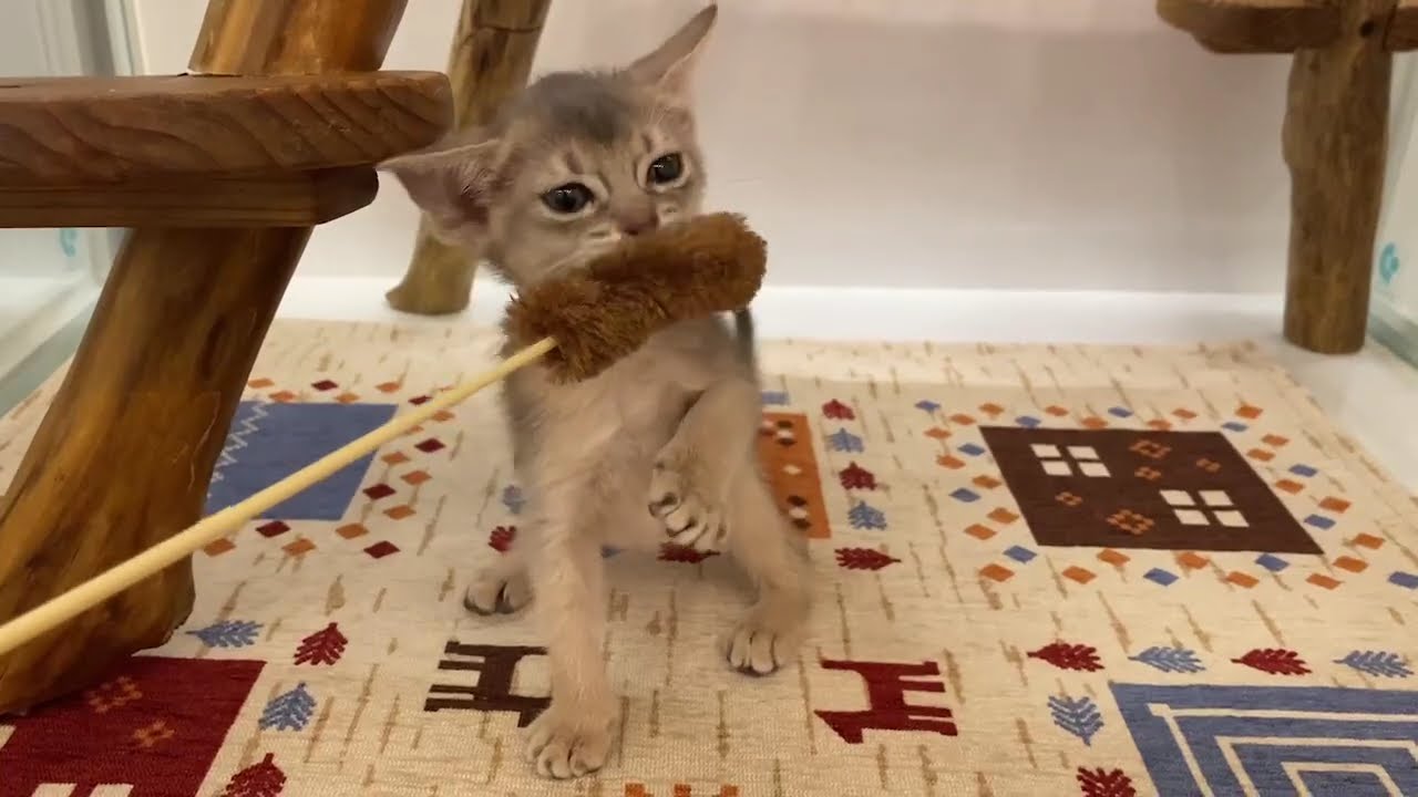 アビシニアン 女の子 2024/4/4生まれ