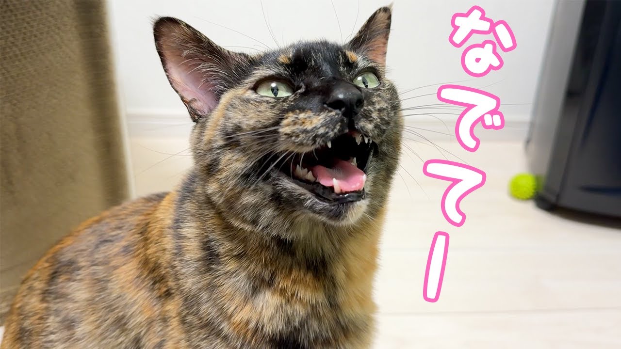 猫たちの朝の過ごし方が色々で可愛いです…！