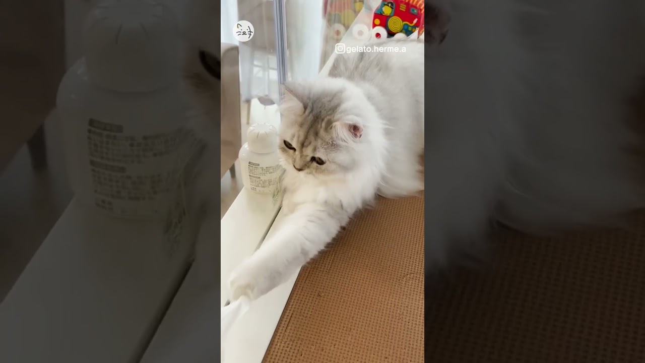 お掃除の手伝いをしてくれる猫ちゃん？！🐈ペルシャ猫「ジェラートくん」！I can help you！ #猫王国 #ペルシャ猫 #猫のいる暮らし #cat
