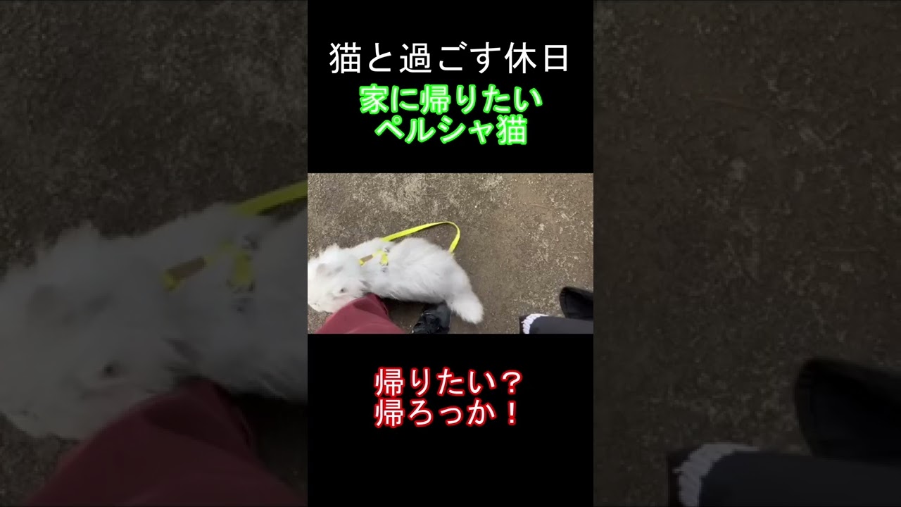 猫と過ごす休日 家に帰りたいペルシャ猫
