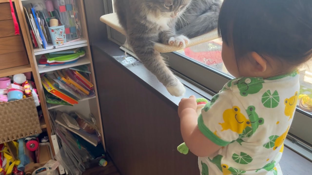 懲りない二歳児に教育を続ける猫　ラガマフィン　A cat that continues to educate a two -year -old child