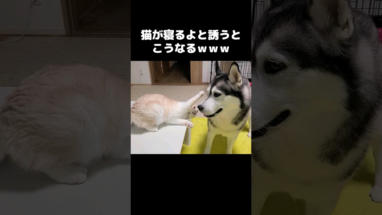 猫が寝るよと言うとこうなります...笑#shorts
