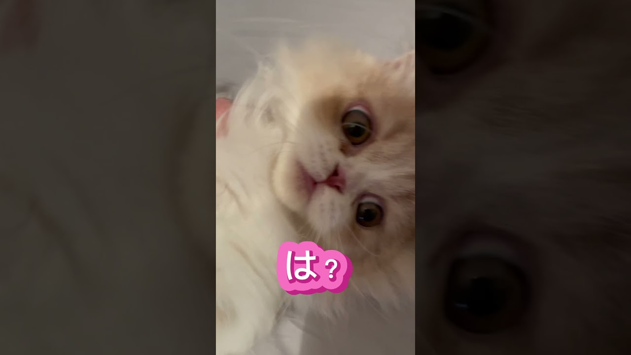 遊びたいんじゃ！！#cat #スコティッシュフォールド #猫好きさんと繋がりたい #猫のいる暮らし #ねこ #子猫 #ネコ #癒し#ぬこ #shorts #short