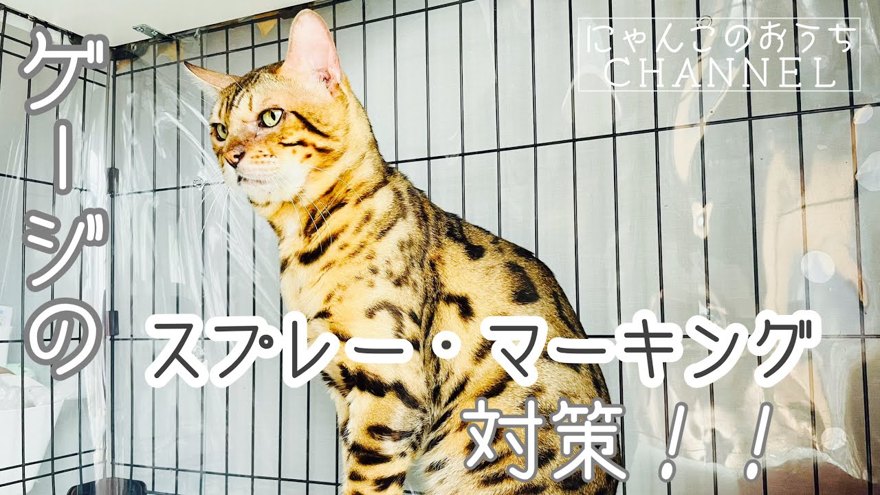 猫の粗相、マーキングこれで解決！ケージでの対策！！#ベンガル猫　#スプレー #マーキング