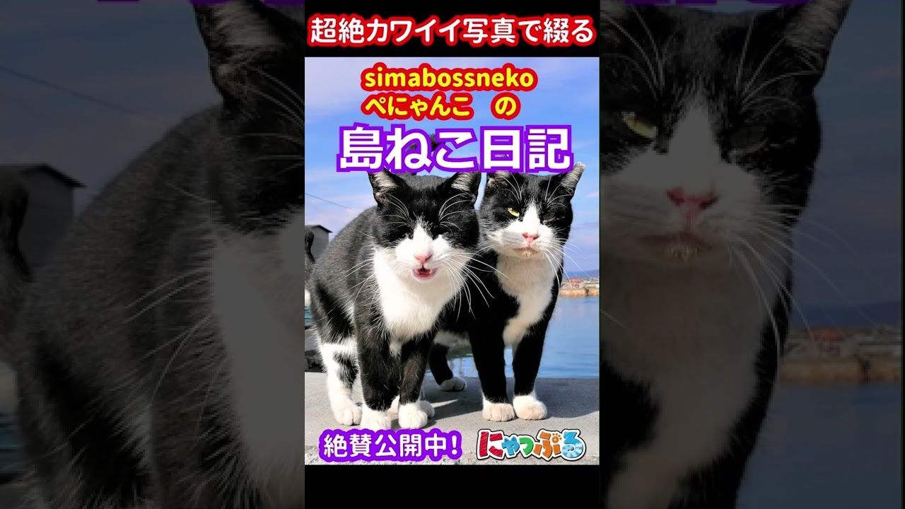 【絶賛公開中】simabossneko&ぺにゃんこの「島ねこ日記」  #shorts #猫#猫島#cat#貓#chat#katze#gato #고양이#にゃっぷる