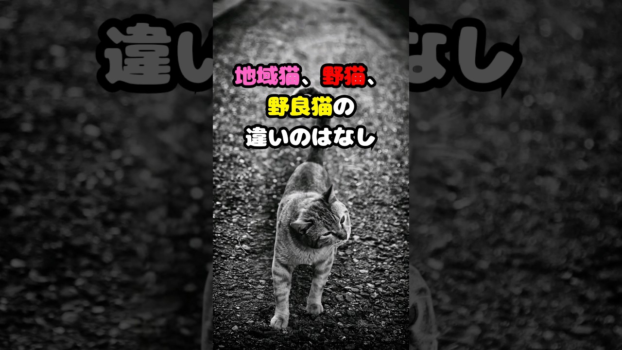 地域猫、野猫、野良猫の違いの話