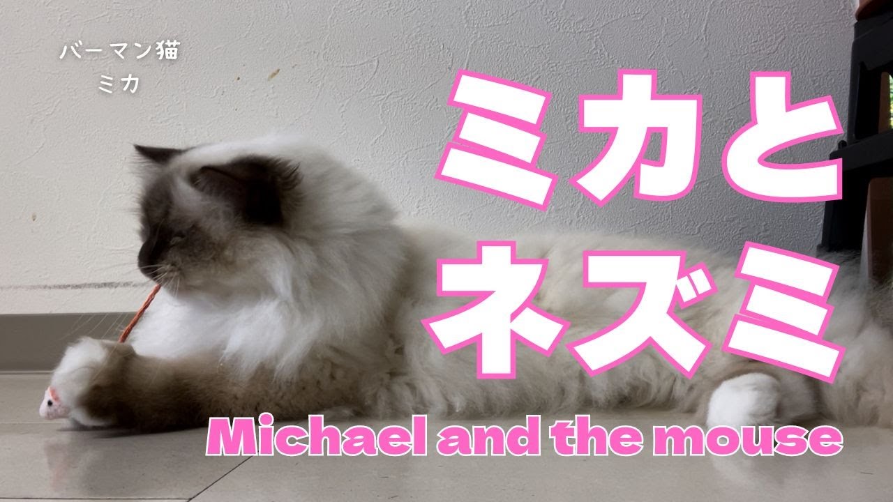バーマン猫ミカ【ミカとネズミ】Michael and the mouse（バーマン猫）Birman/Cat