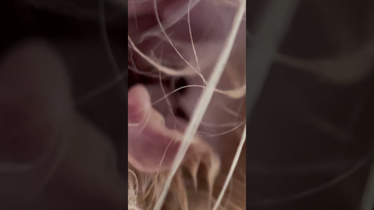 ここどこ？#cat #スコティッシュフォールド #猫好きさんと繋がりたい #猫のいる暮らし #ねこ #子猫 #猫のいる生活 #ネコ #ねこのいる生活 #癒し#shorts #short #ぬこ